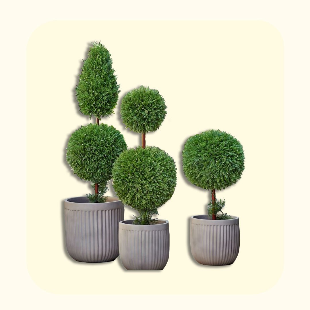Artificial Plants - Vitrine Furniture