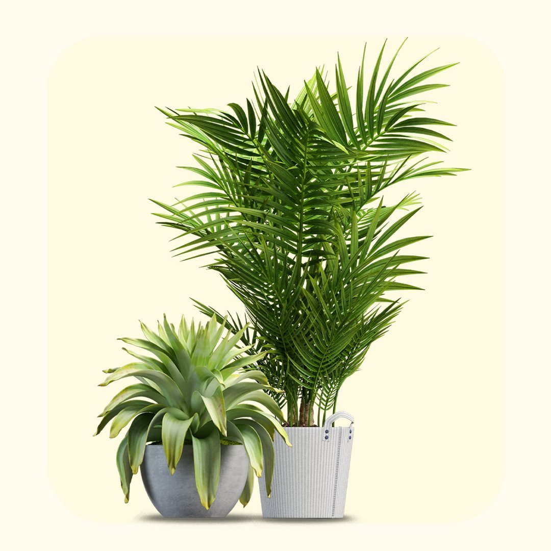 Pots & Plants - Vitrine Furniture