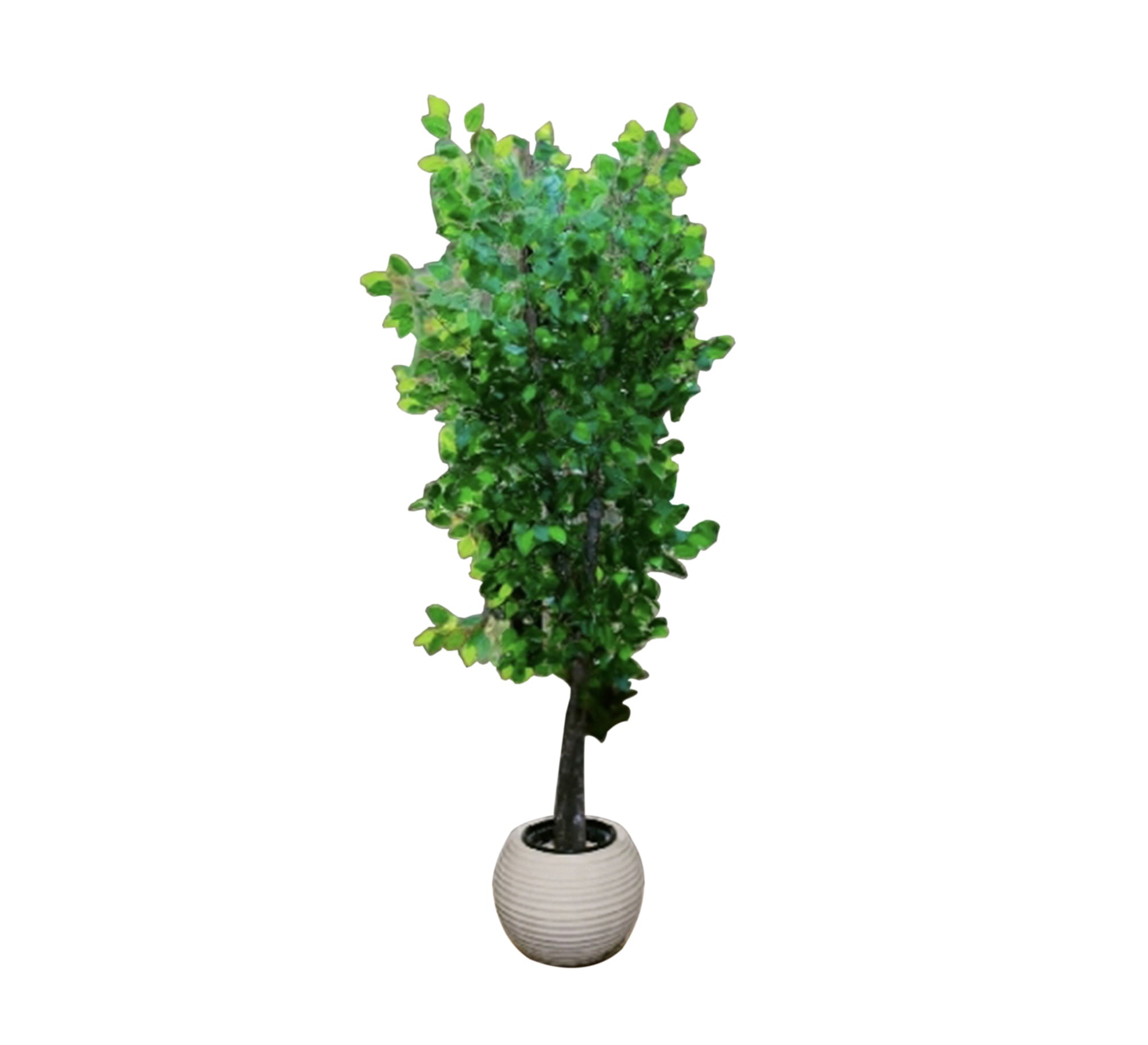 Acrylic pot for artificial trees