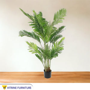 A plant pot for the areca palm known as the golden cane