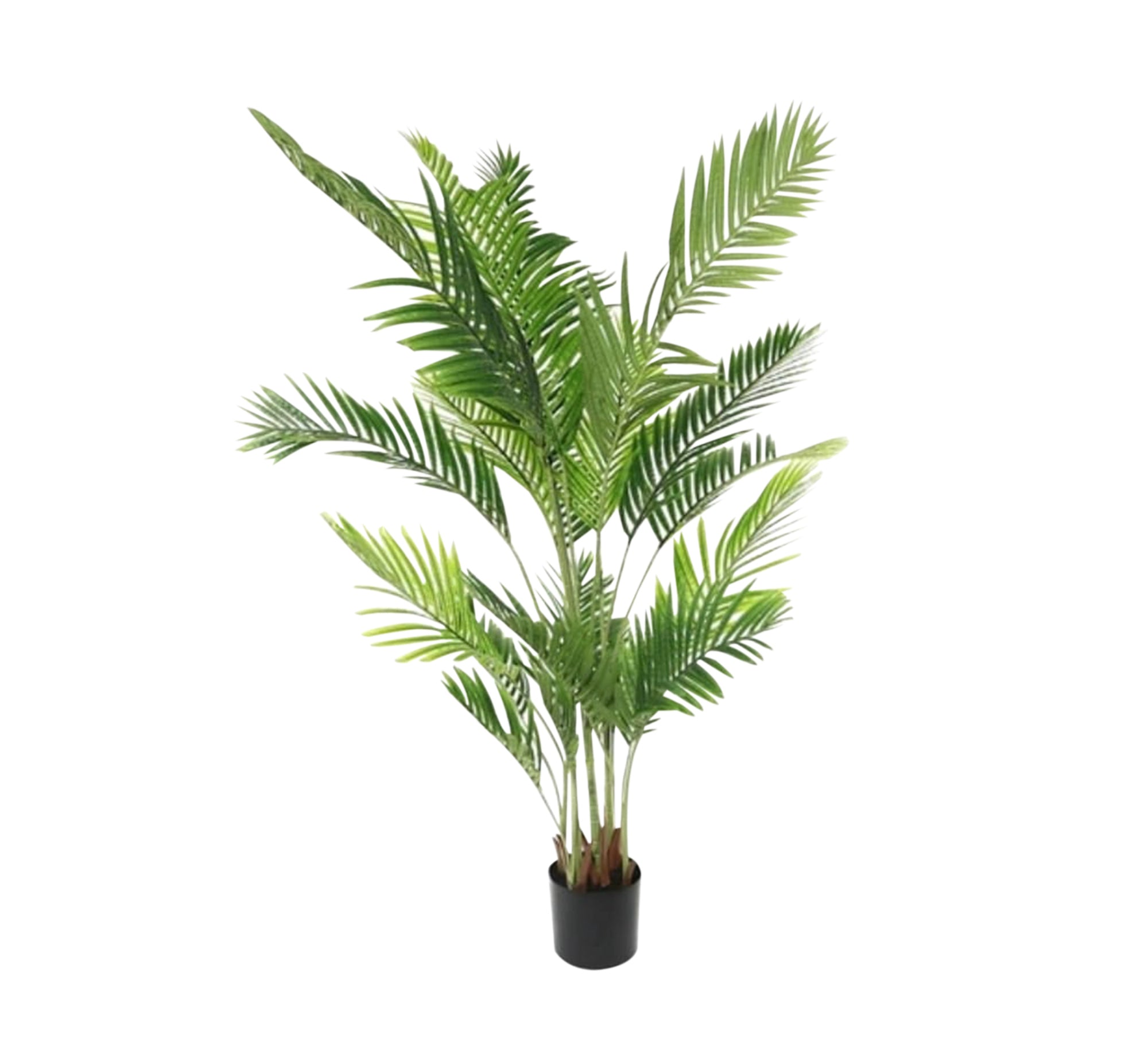 A plant pot for the areca palm known as the golden cane