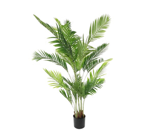 A plant pot for the areca palm known as the golden cane