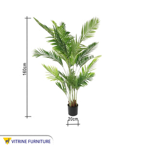 A plant pot for the areca palm known as the golden cane