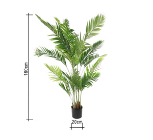 A plant pot for the areca palm known as the golden cane