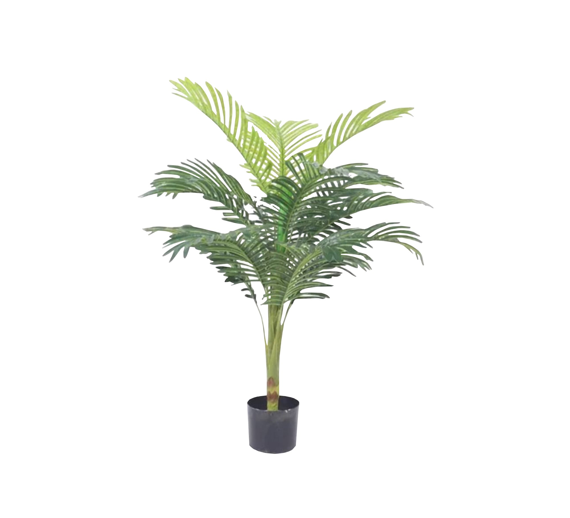 A pot for an areca plant with split leaves