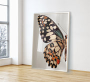 A painting of a butterfly wing with its details - Vitrine Furniture - Décor