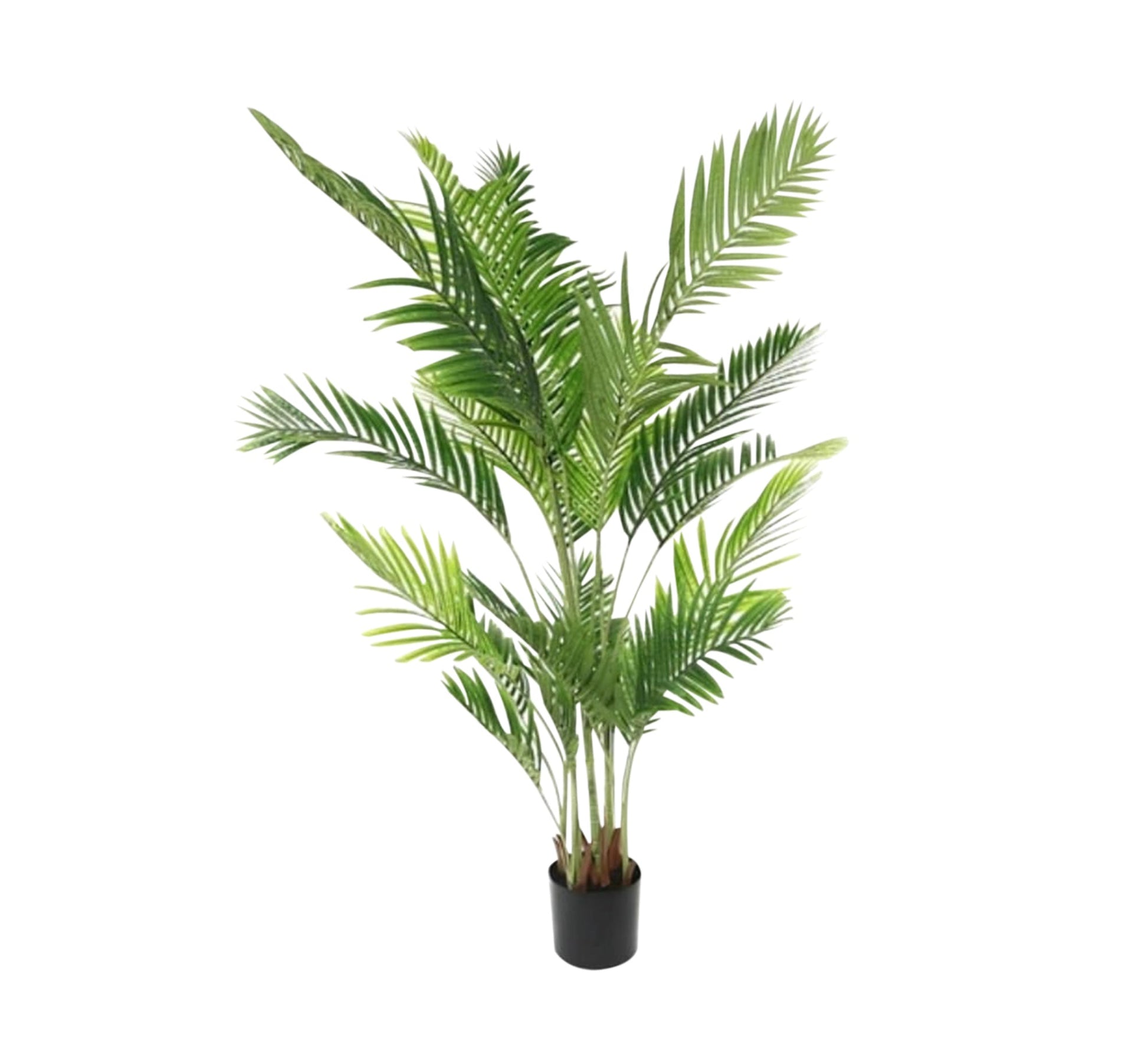 A plant pot for the areca palm known as the golden cane - Vitrine Furniture - Décor