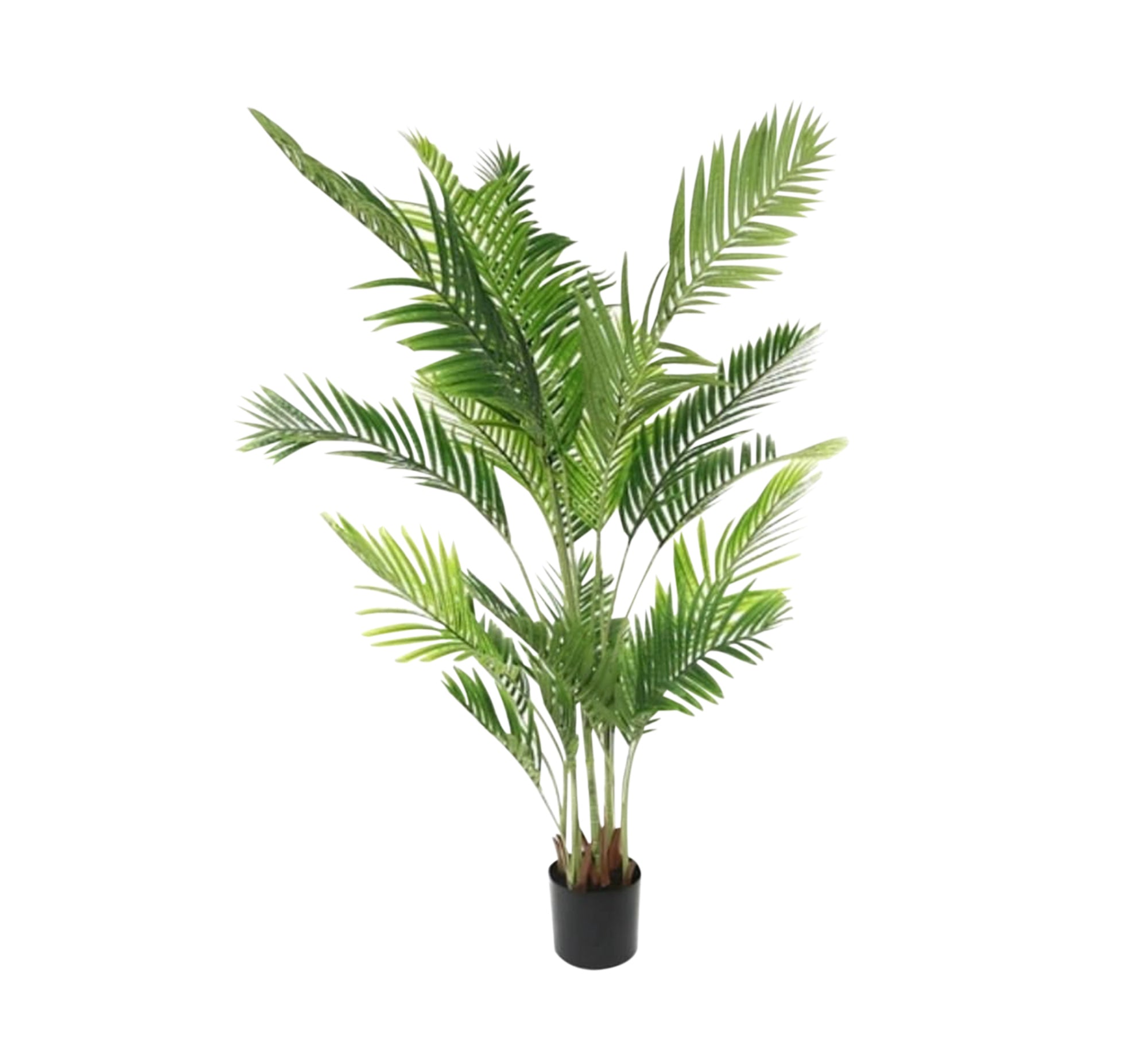 A plant pot for the areca palm known as the golden cane - Vitrine Furniture - Décor