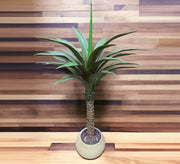 A pot for Asian palm plant - Vitrine Furniture - Décor