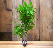 Artificial plant pot with mango leaves - Vitrine Furniture - Décor