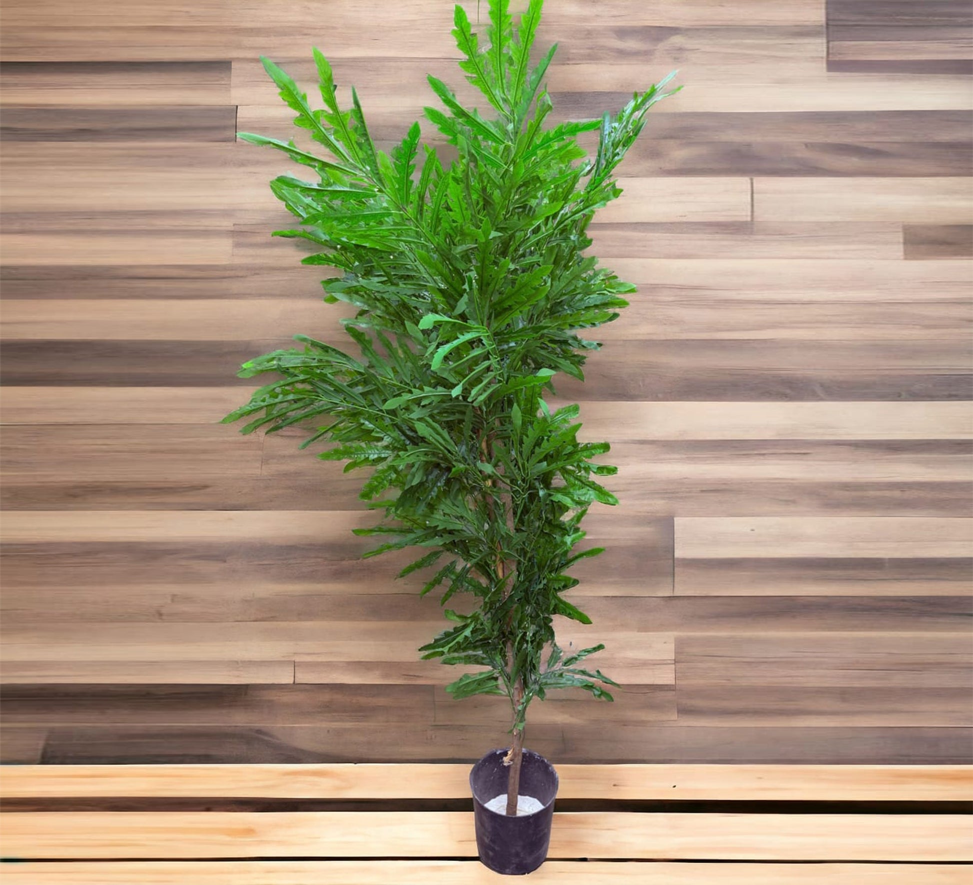 Artificial plant pots - Vitrine Furniture - Décor