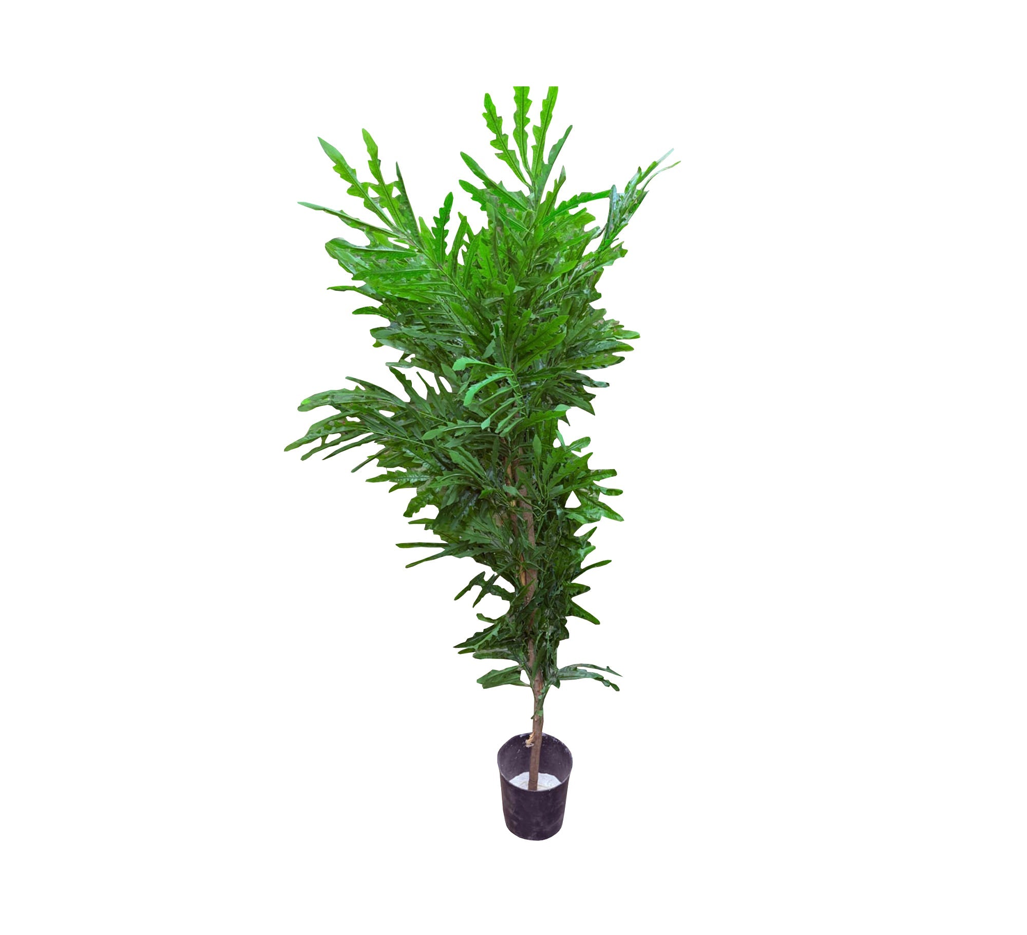 Artificial plant pots - Vitrine Furniture - Décor