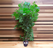 Artificial plant pots with intertwined branches - Vitrine Furniture - Décor