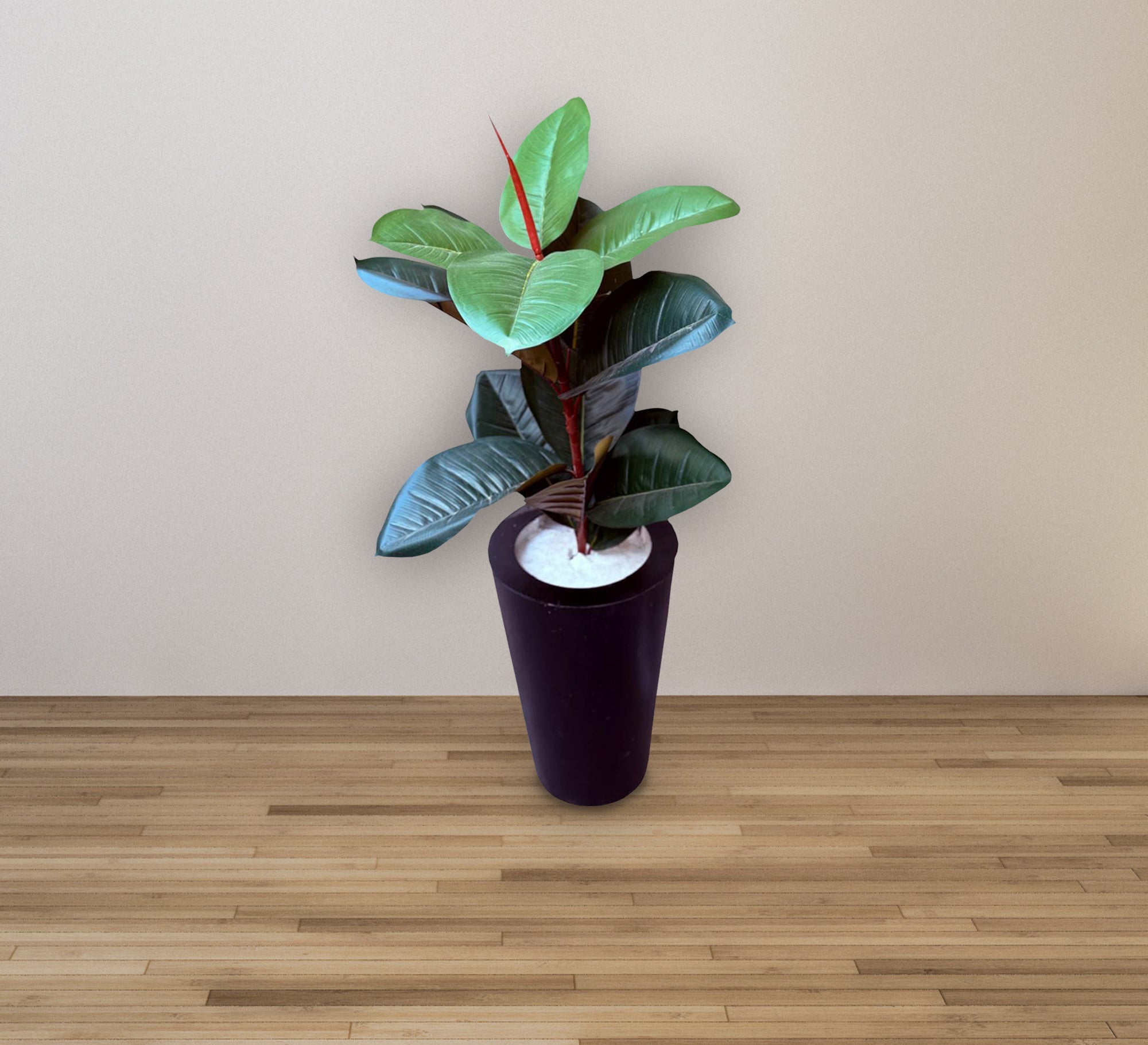 Black ficus pot - Vitrine Furniture - Décor