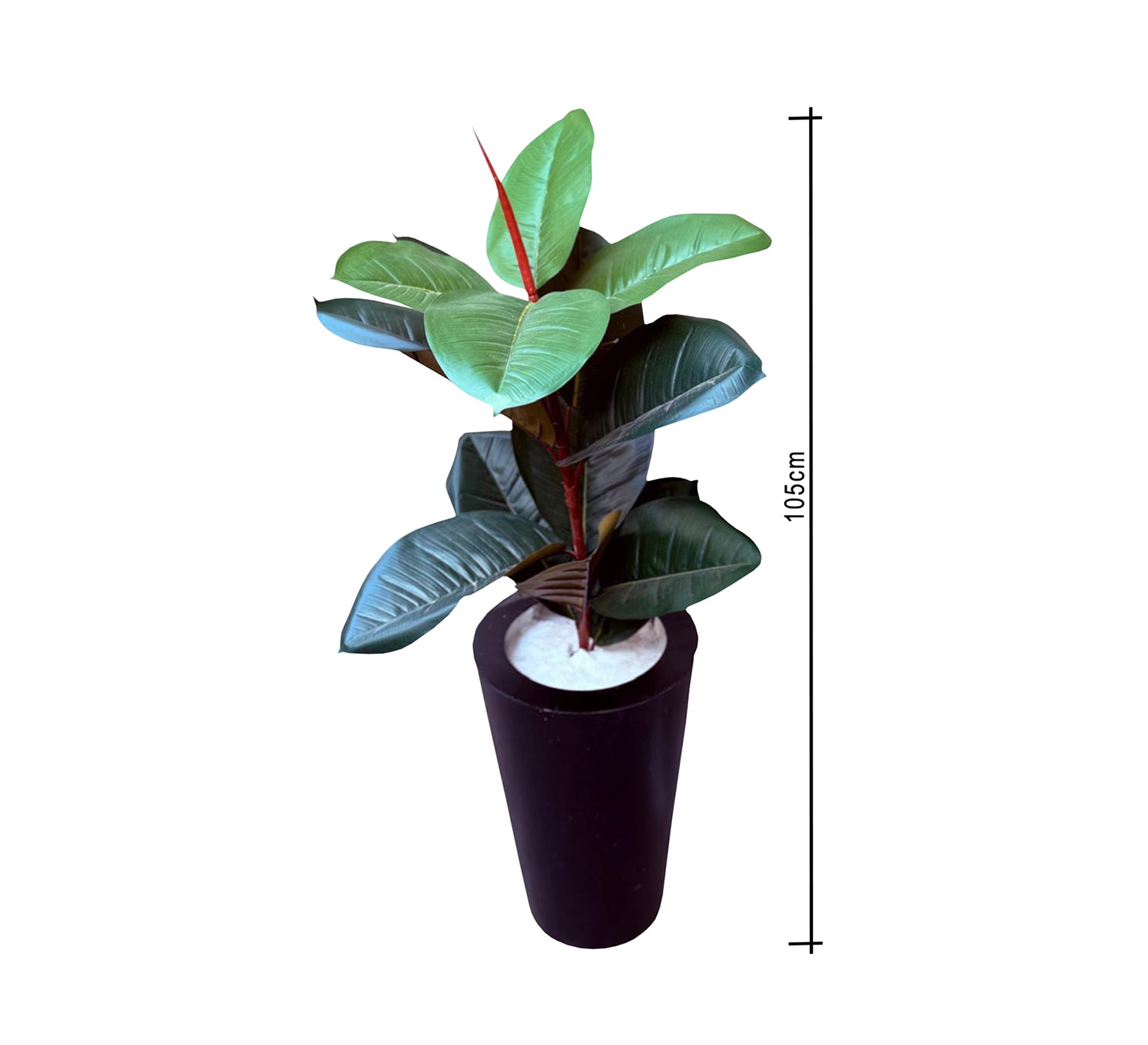 Black ficus pot - Vitrine Furniture - Décor