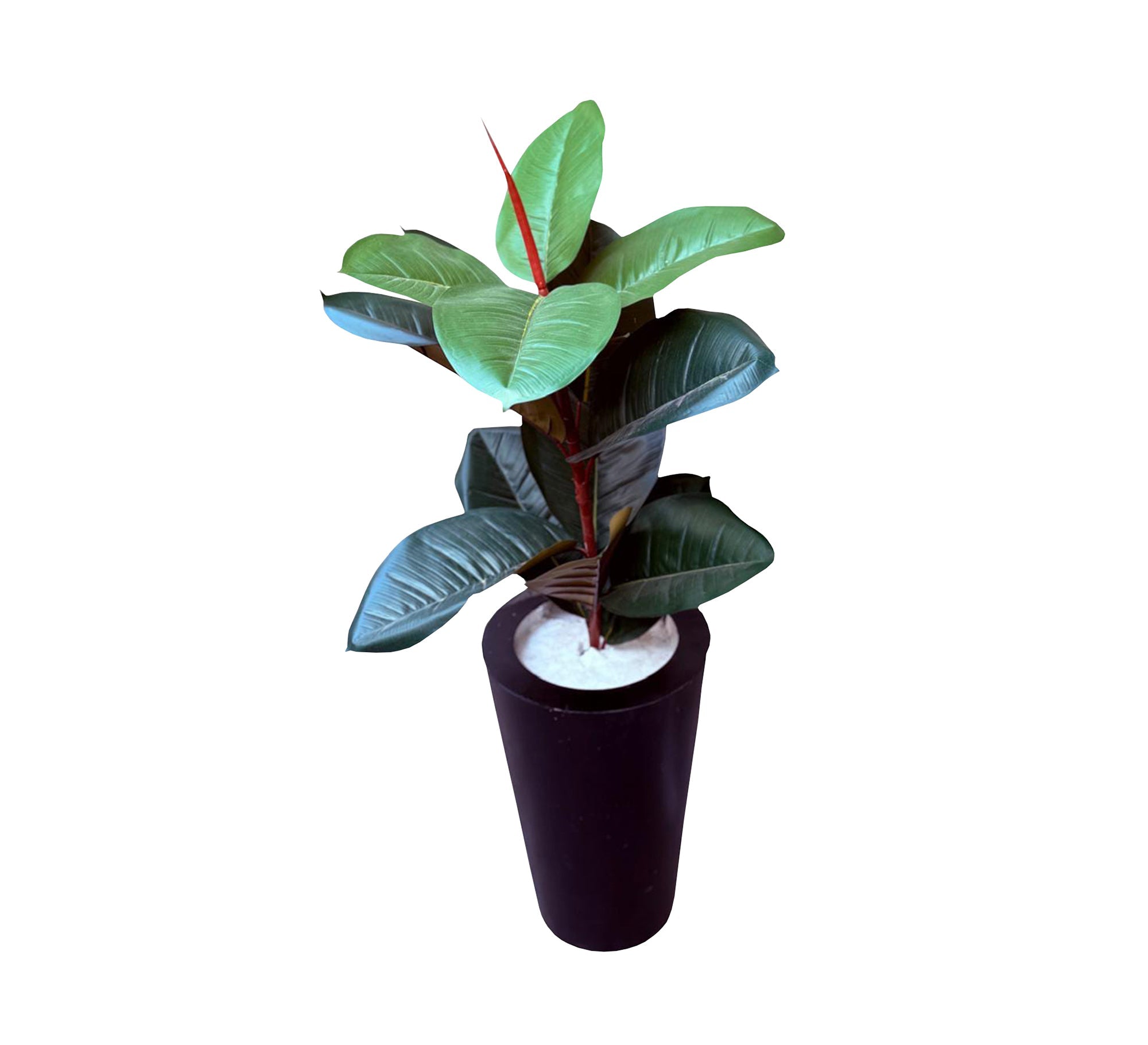 Black ficus pot - Vitrine Furniture - Décor