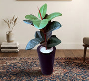 Black ficus pot - Vitrine Furniture - Pots & Plants