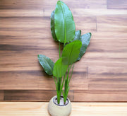 Distinguished pot for artificial plant - Vitrine Furniture - Décor