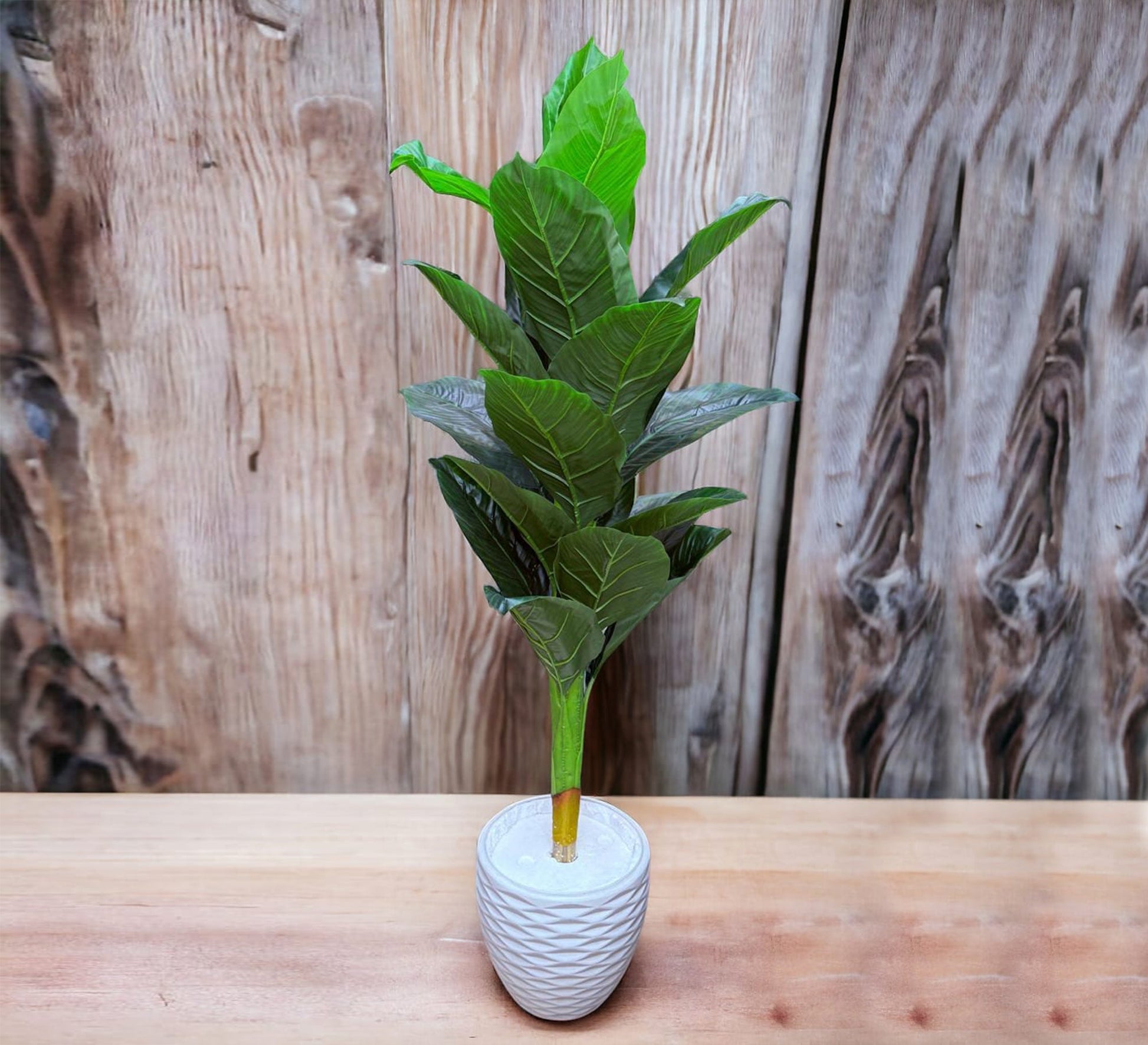Polygonal ficus plant leaves pot - Vitrine Furniture - Décor