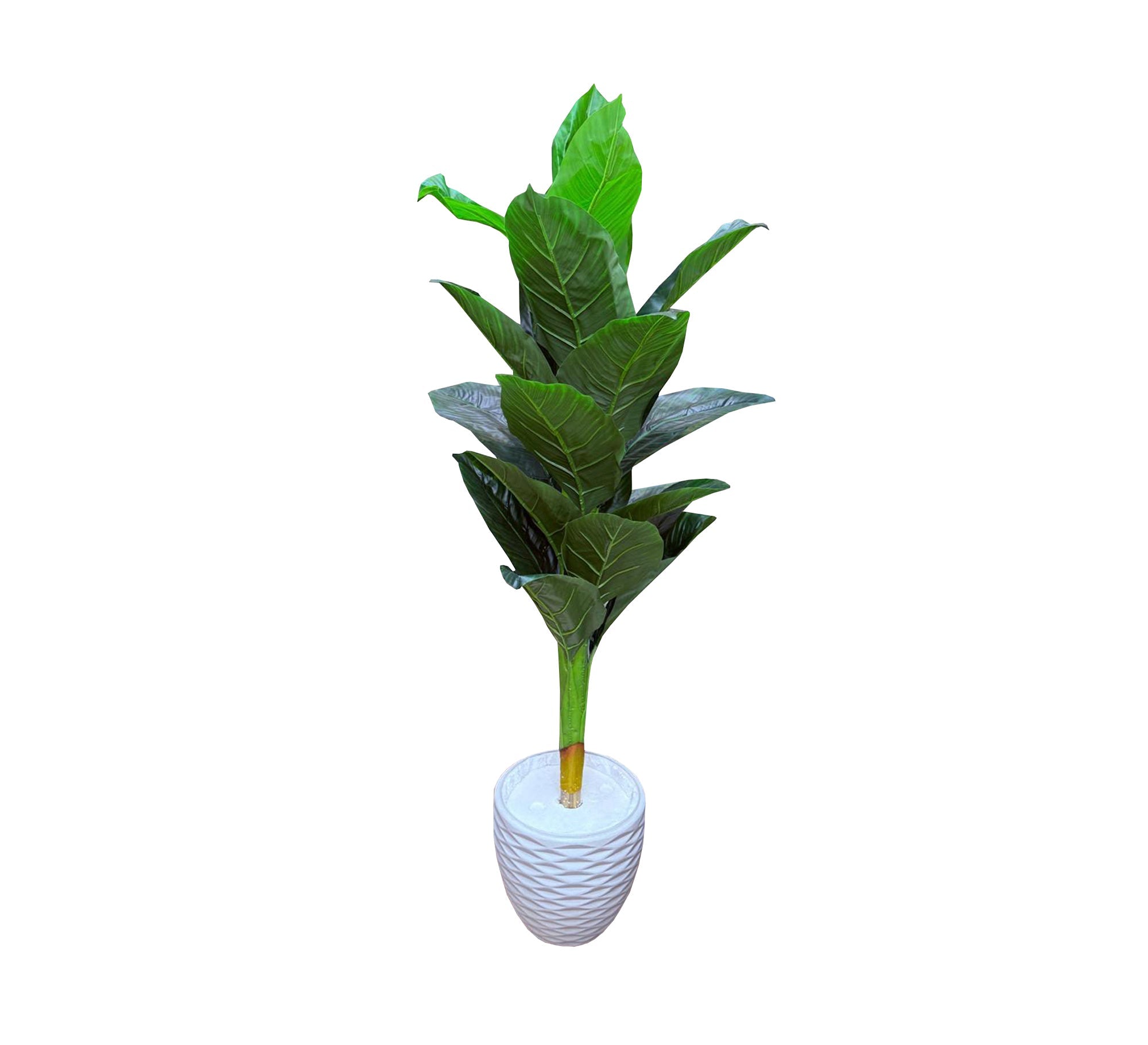 Polygonal ficus plant leaves pot - Vitrine Furniture - Décor