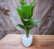 Polygonal tropical plant leaves pot - Vitrine Furniture - Décor