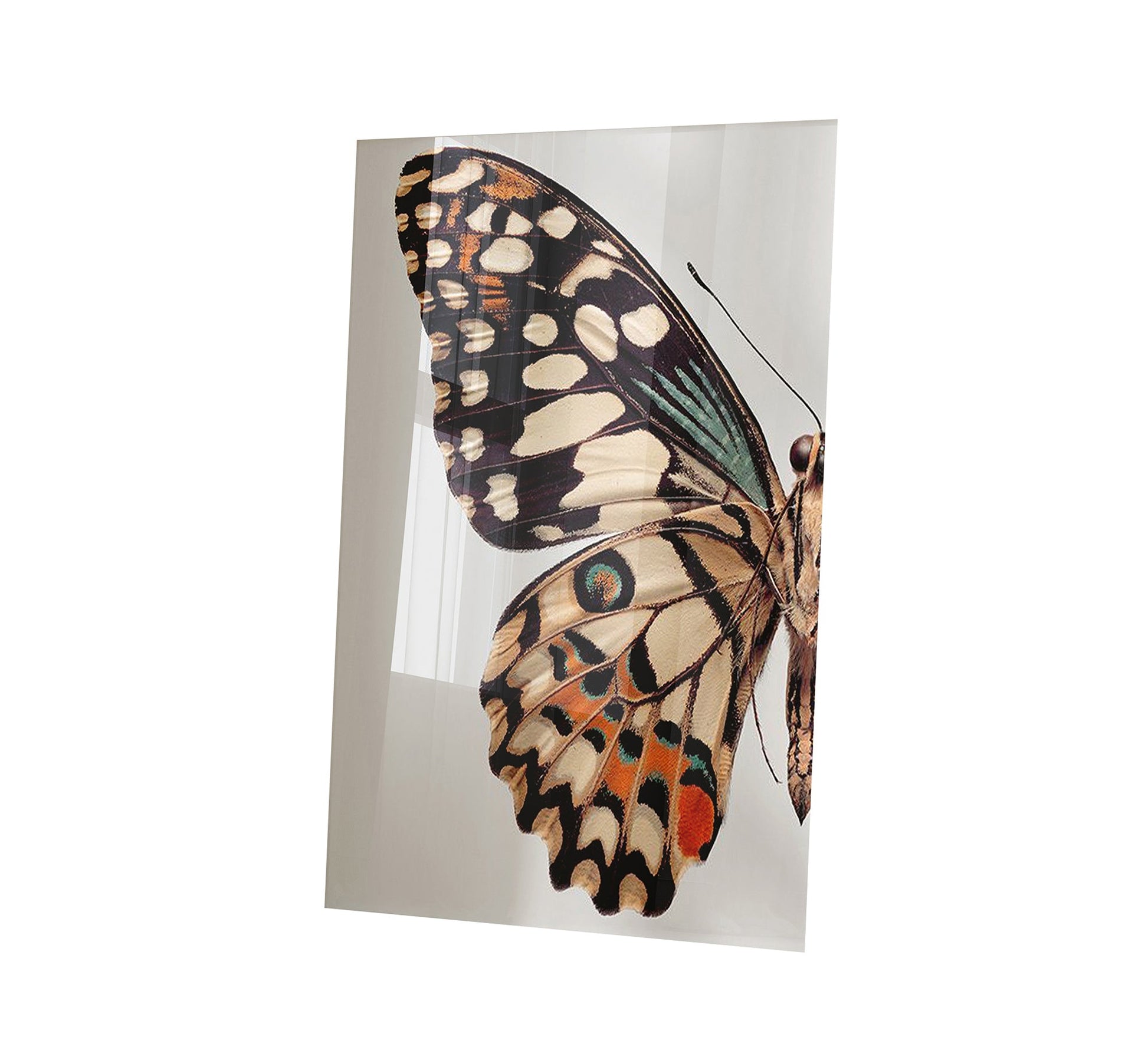Wall painting of a large butterfly - Vitrine Furniture - Décor