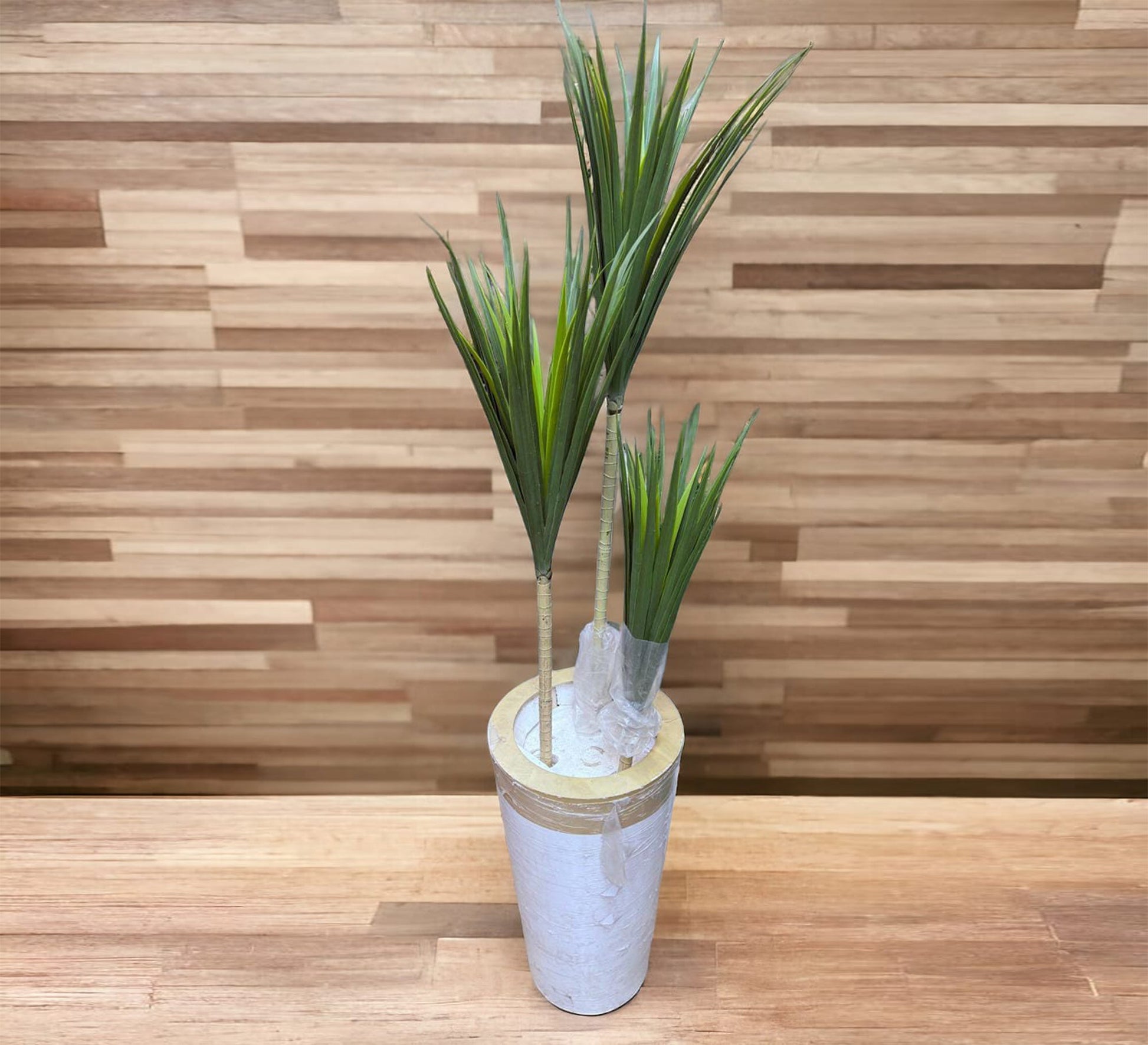 Yucca tree three trunks - Vitrine Furniture - Décor